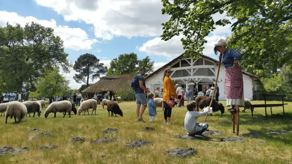 Échassière et troupeau de moutons devant une maison traditionnelle lors d’une animation en plein air
